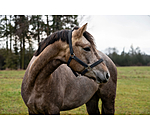 Halter Holly