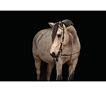 Single Ear Headstall Rawhide