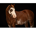 Western Headstall Rawhide
