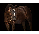 Headstall Crystal Dream