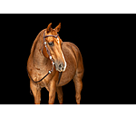 Headstall Crystal Dream