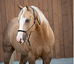 Rope Halter Cuero
