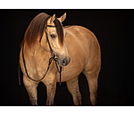 Training Headstall Harness