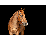 Training Headstall Harness