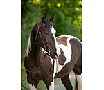 Training Headstall Harness