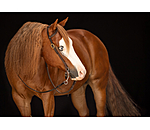 One-Ear Training Headstall Harness