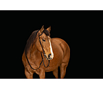 One-Ear Training Headstall Harness