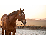 One-Ear Training Headstall Harness