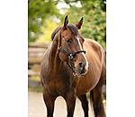 Hybrid Knot Rope Halter