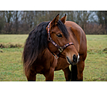 Headcollar Sumailla