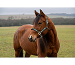 Headcollar Sumailla