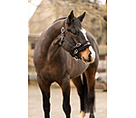 Training Headcollar Dual-Mode