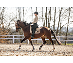 Teddy Saddle Pad