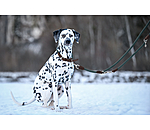 Dog Lead Rope