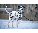Dog Lead Rope