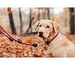 Dog Lead Rope