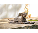 Dog Cushion Let Me Sleep