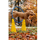 Agility Cones