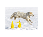 Dog agility sale cones