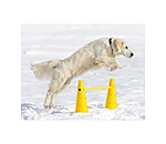 Agility Cones