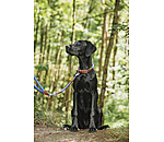 Dog Lead Coloured Rope