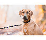 Leather Dog Collar and Lead Polo Sports