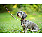 Leather Dog Collar and Lead Polo Sports