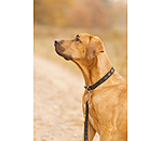 Leather Dog Collar and Lead Polo Sports