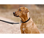 Leather Dog Collar and Lead Polo Sports