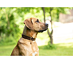 Leather Dog Collar Livorno