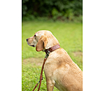 Leather Dog Collar Livorno