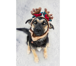 Christmas Antlers Rudolph for Dogs