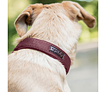 Dog Collar Becks