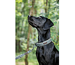 Dog Collar Becks