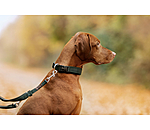 Collar Becks