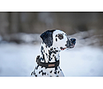 Dog Collar Becks