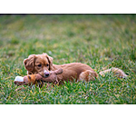 Cuddly Lion Dog Toy Lio
