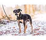 Retriever Lead Rope