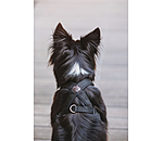 Dog Harness Piper