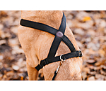 Dog Harness Piper