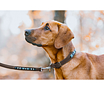 Leather Dog Collar Nashville