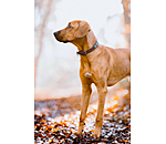 Leather Dog Collar Nashville