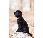 Leather Dog Collar Nashville