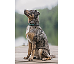 Leather Dog Collar Nashville