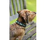 Leather Dog Collar Nashville