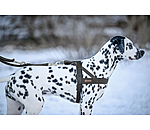 Norwegian Dog Harness Miley