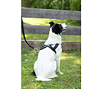 Norwegian Dog Harness Miley