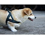 Norwegian Dog Harness Miley