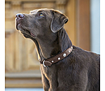 Leather Dog Collar Chinook