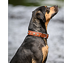 Leather Dog Collar Chinook